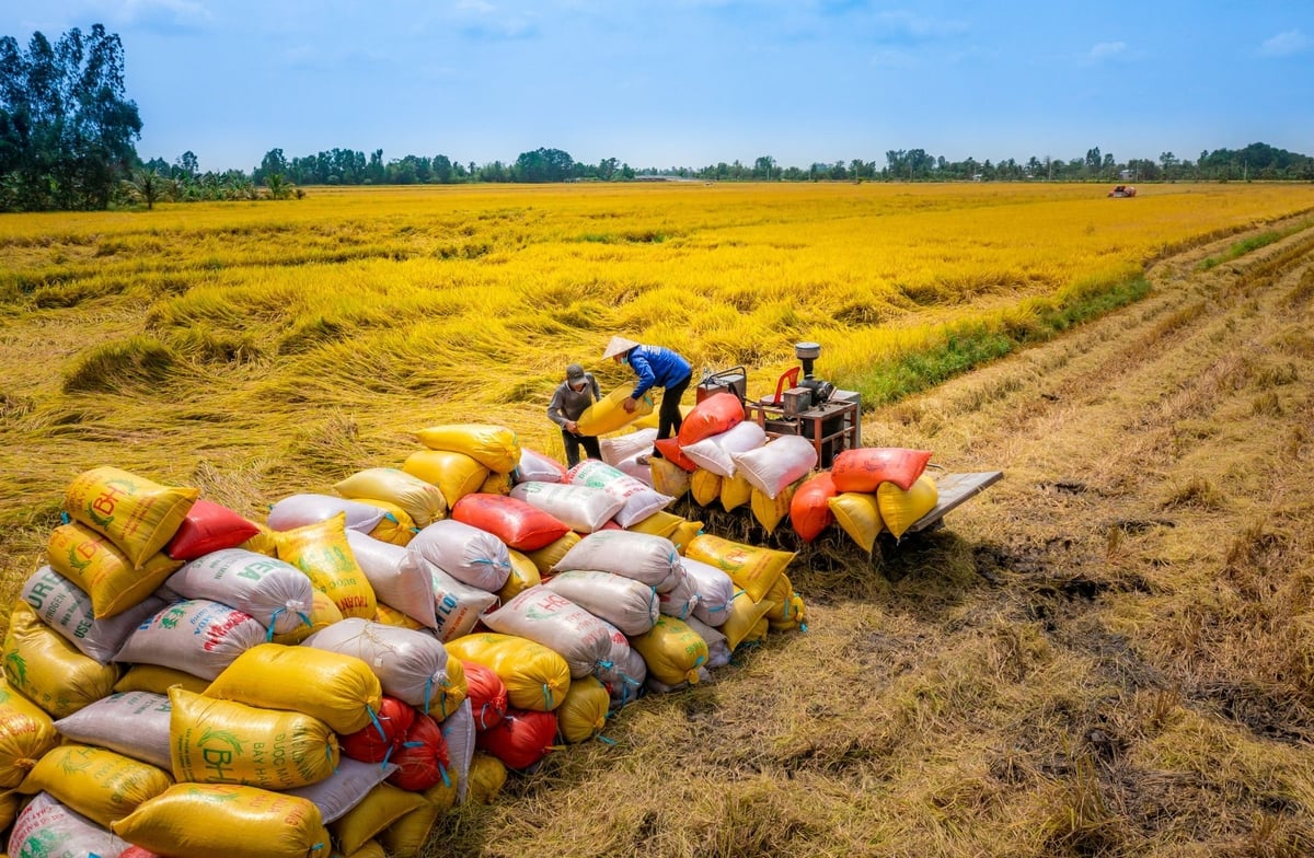 Từ một nước đói ăn, đến nay, Việt Nam đã vươn mình trở thành một cường quốc xuất khẩu gạo. Ảnh: Lam Anh. Từ một nước đói ăn, đến nay, Việt Nam đã vươn mình trở thành một cường quốc xuất khẩu gạo. Ảnh: Lam Anh.